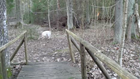 the labrador white dog running with a stick on his mouth