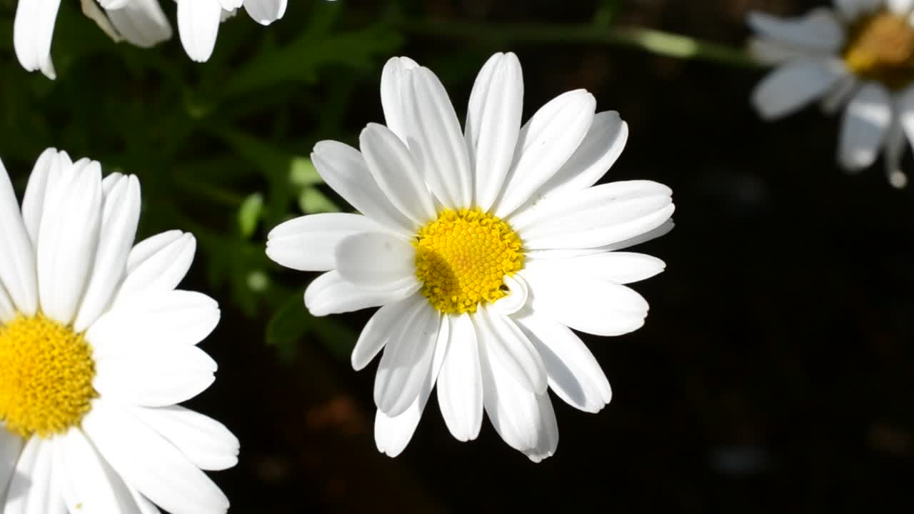 Fiori, letto, api