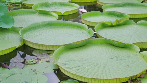 round green leaves of a water lily on a background of water round green leaves of a water lily on a background of water lots of water lily leaves