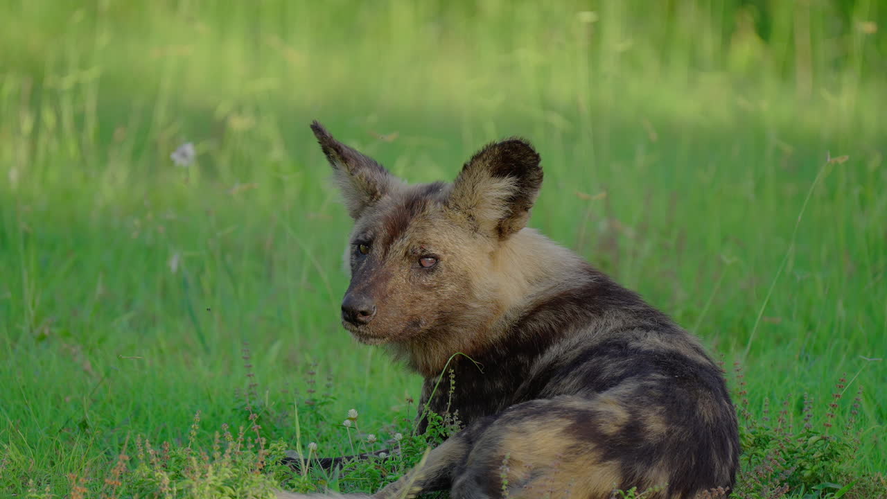 African Wild Dog in Grassy Savannah