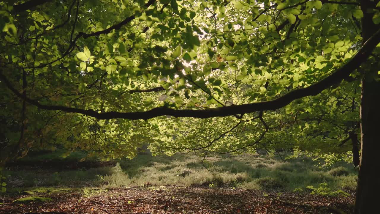 숲의 을 통해 빛이 필터링되는 것