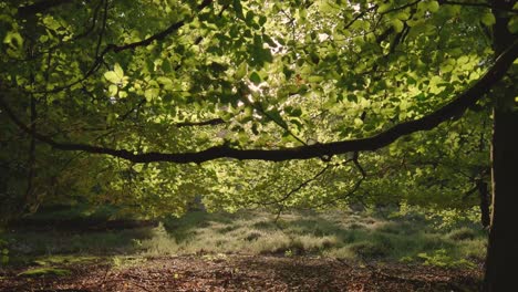 Sunlight Filtering Through Forest Canopy