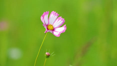 Primer-Plano-De-Blanco-Y-Rosa-Cosmos-Bipinnatus-Jardín-Cosmos-Flor-Sobre-Fondo-Verde-Claro-Borroso