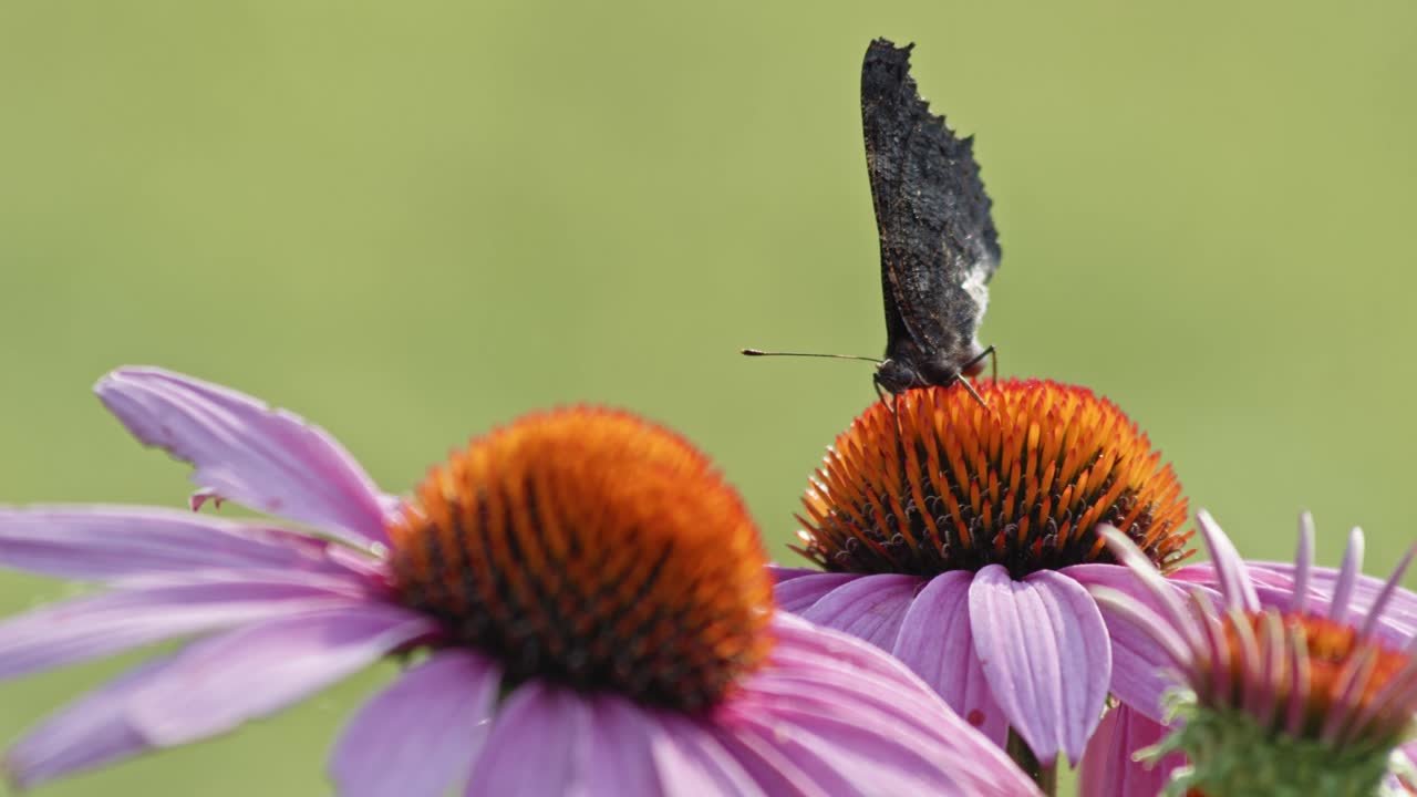 una pequeña mariposa tortoiseshell comiendo néctar de coneflower naranja - macro shot, gfron
