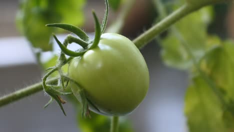 los tomates siguen siendo verdes hd video