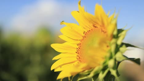 a wonderful sunflower isolated in the field