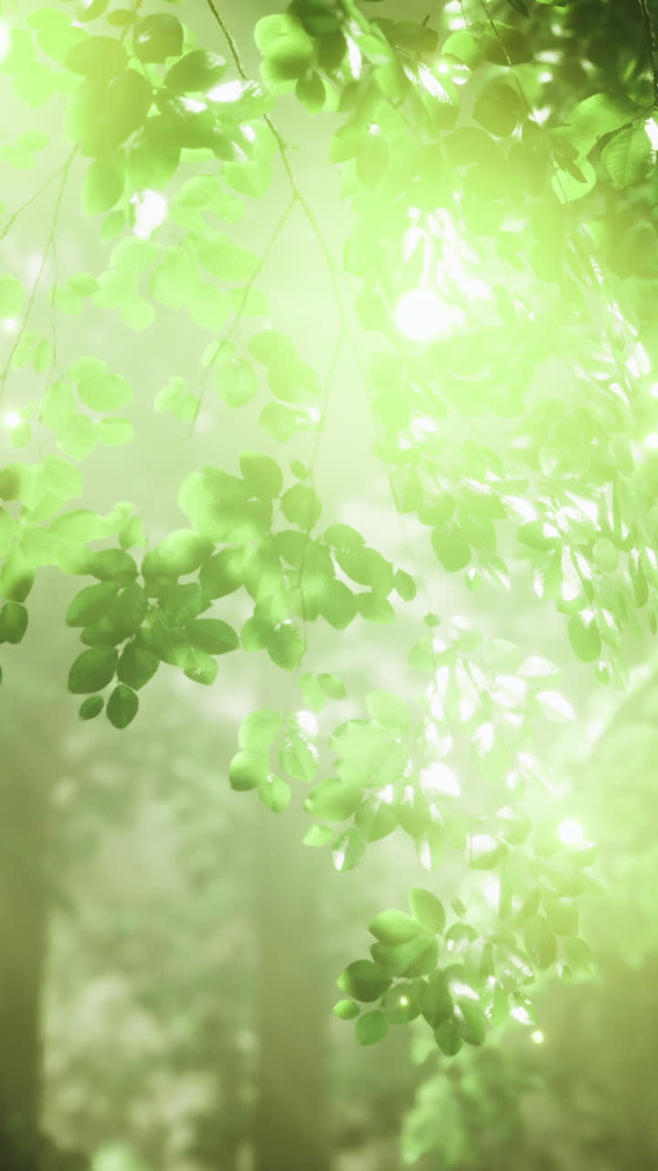 Lush forest with glowing lights portraying a magical atmosphere in nature