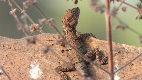 Eidechse-Im-Felsen-Wartet-Auf-Die-Jagd-