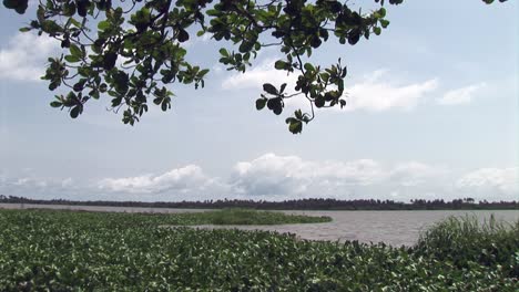 mangroves on a river in nigeria