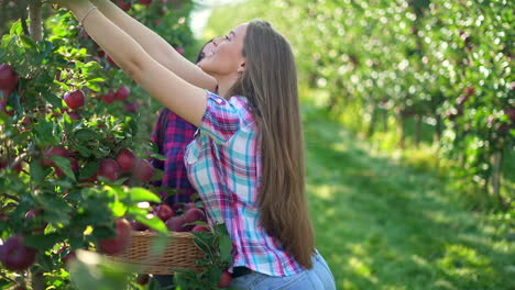 two young women picking apples in a sunny orchard