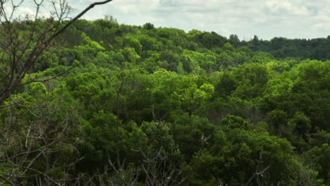 Oronoco-green-forest-in-natural-park,-Minnesota,-sliding-shot,-day,-USA