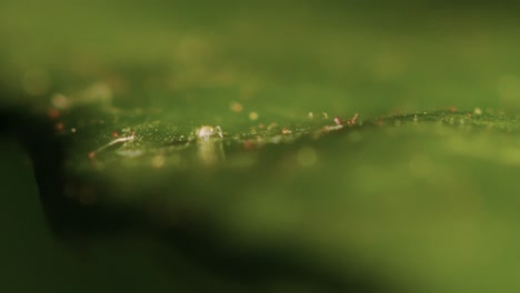 blattläuse mikroorganismuslarven insektensaftsauger fressen ein blatt extreme nahaufnahme