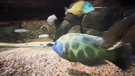 school of giraffe hap cichlid fish in a small aquarium tank close up