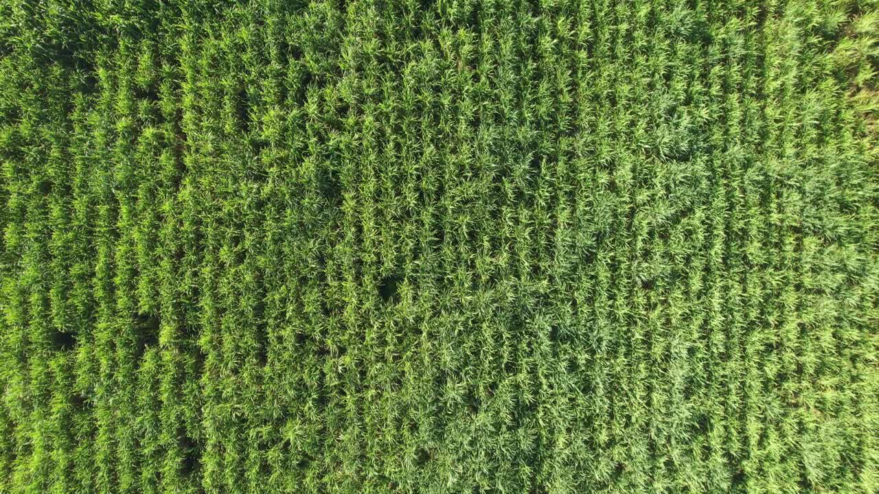 Campo di canna da zucchero verde in Guadalupa, Francia, dall'alto