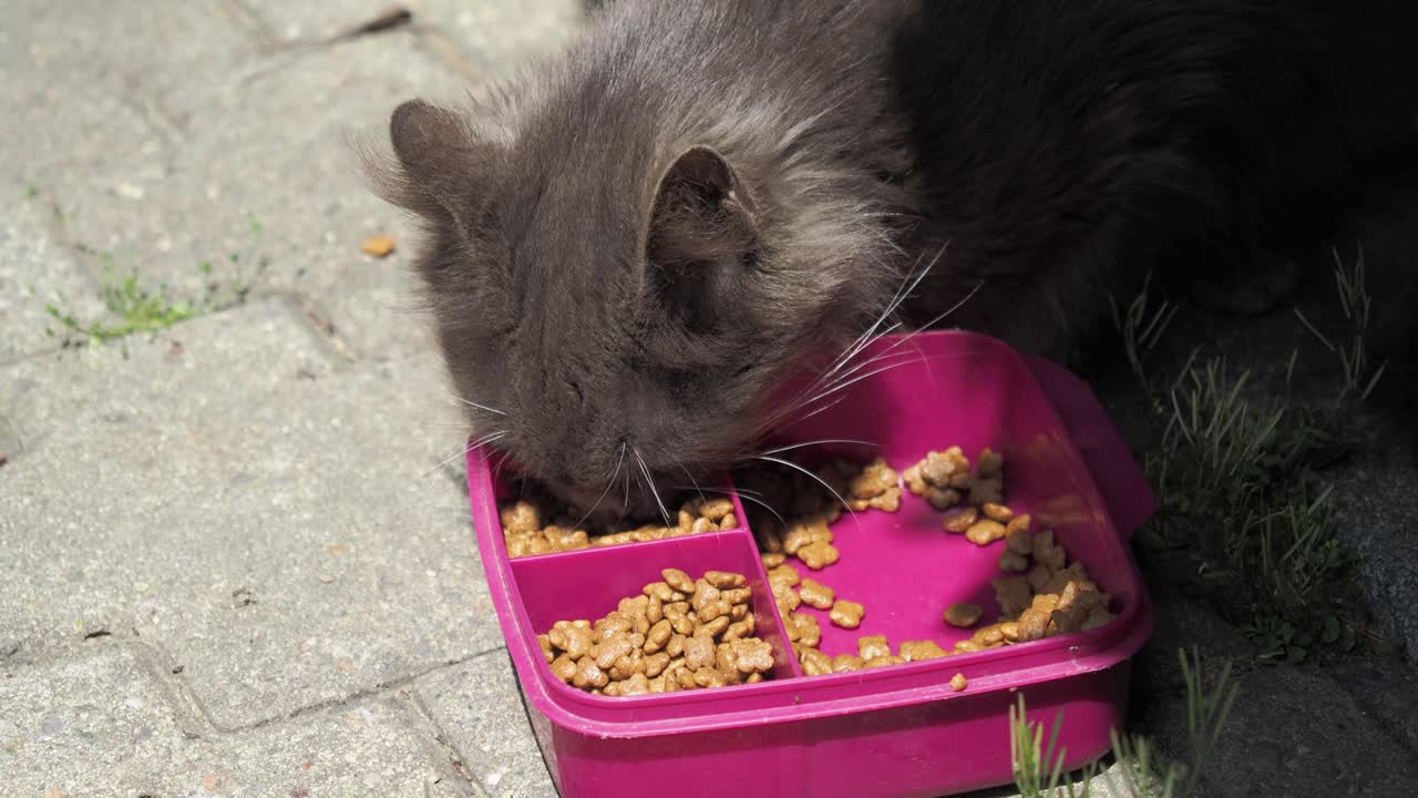 Graue Katze frisst Katzenfutter im Freien