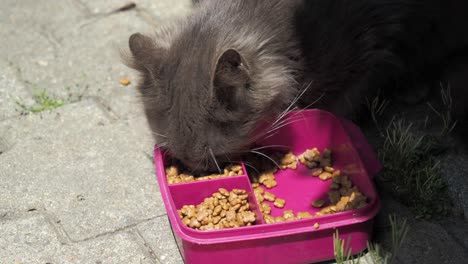 gato gris comiendo comida de gato al aire libre