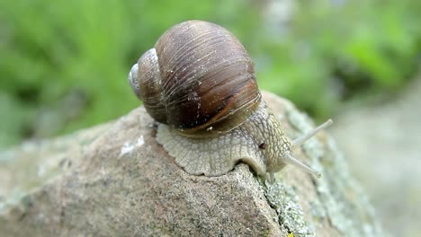 garden-snail-on-a-rock-in-a-garden-in-day-light-stock-video