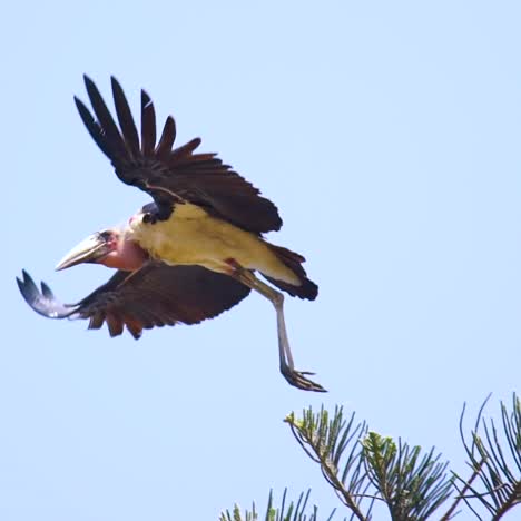 Schöne-Zeitlupenaufnahme-Eines-Maribou-Storchs-Im-Flug-Uganda