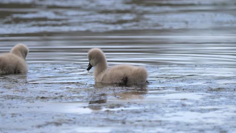 baby black swan cygnet feeding on water plants on a pond