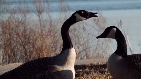 Canada-Geese-honking-near-a-lake