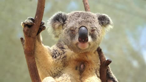 Schläfriger-Erwachsener-Männlicher-Koala,-Phascolarctos-Cinereus,-Der-Auf-Der-Spitze-Des-Baumes-Mit-Dunkelbrauner-Duftdrüse-In-Der-Mitte-Der-Weißen-Brust-Kühlt,-Um-Weibchen-Anzuziehen-Und-Baumterritorium-Zu-Markieren,-Nahaufnahme