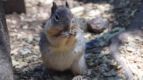 Squirrel-eating-a-seed-at-the-base-of-a-tree-handheld-shot