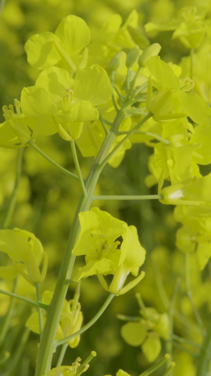 Macro inquadratura dettagliata di fiori di colza in fiore in un campo soleggiato, che evidenzia l'agricoltura sostenibile e le pratiche agricole ecocompatibili