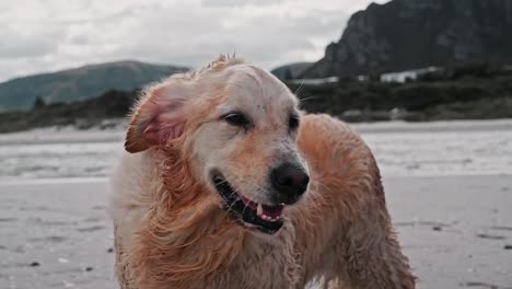 Ein-Nasser-Golden-Retriever-Am-Strand-An-Einem-Sehr-Kalten-Und-Windigen-Tag