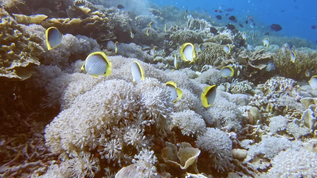 a group of butterfly fish feeding together on a coral reef
