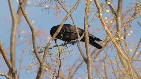 close up shot of a large-billed crow perching and rubbing its beak against a branch in tokyo, japan - static shot