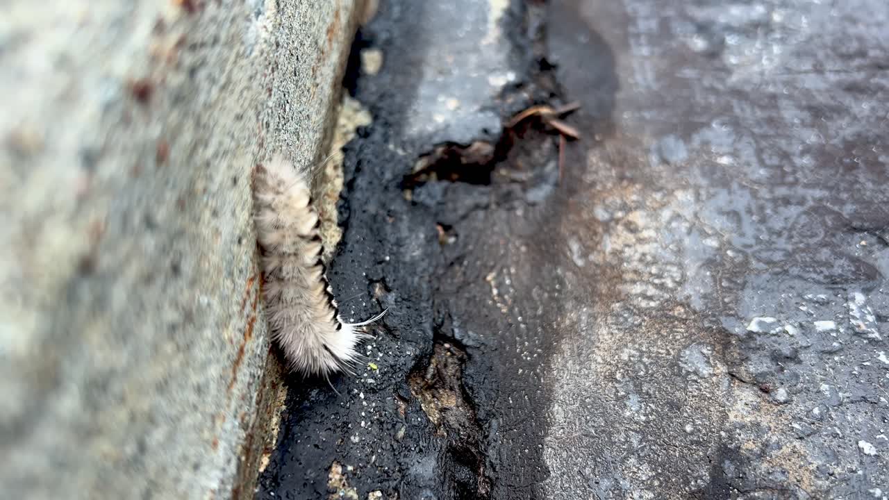 Hickory Tussock Moth Caterpillar crawls across pavement