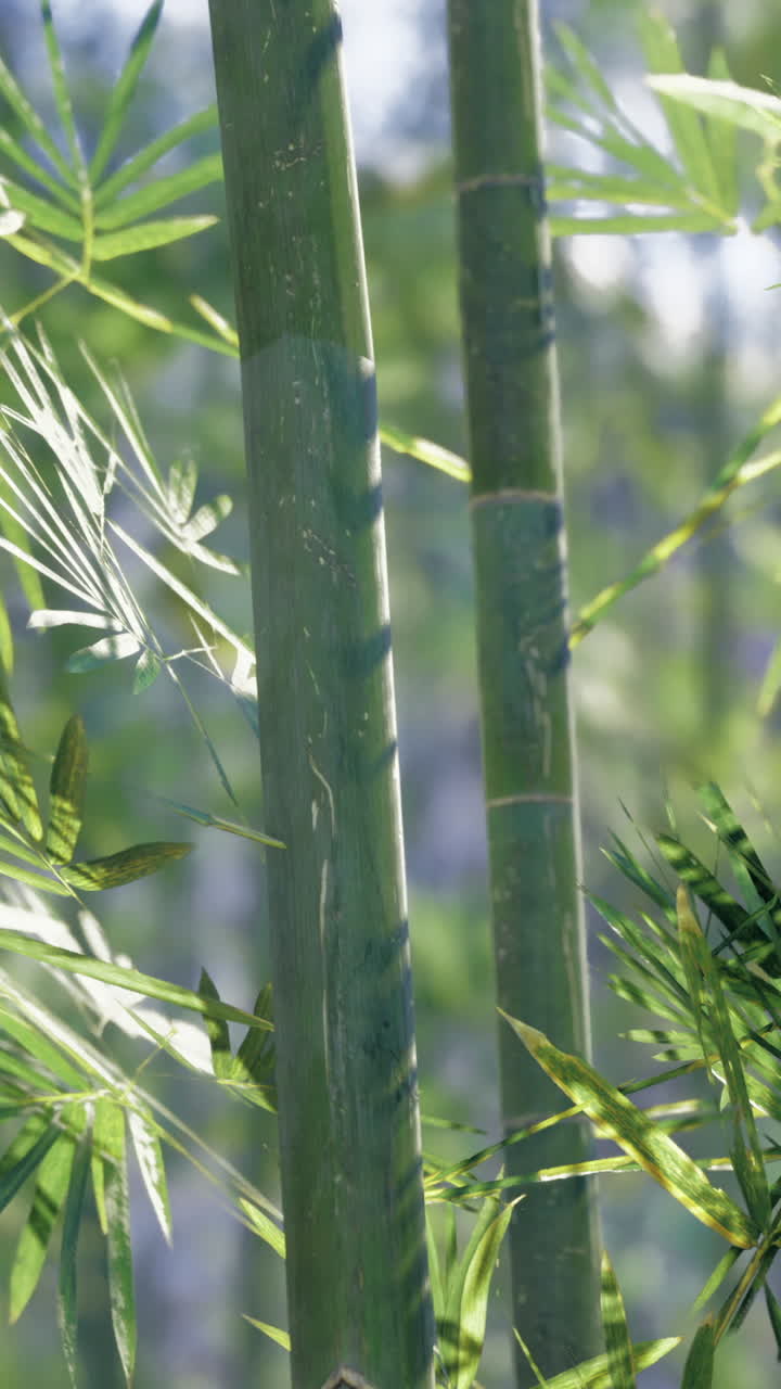Lush green bamboo leaves illuminated by soft sunlight in a serene setting