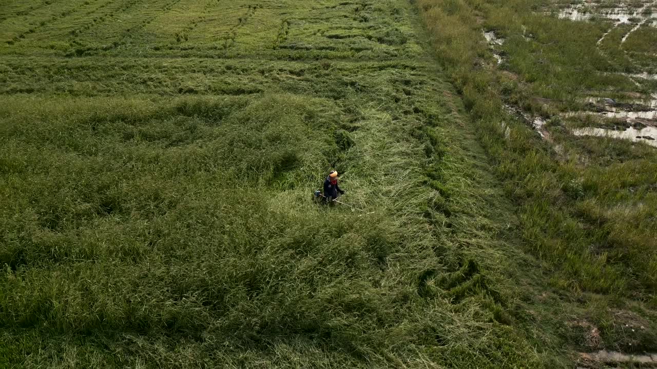 Person trimming tall grass in a field
