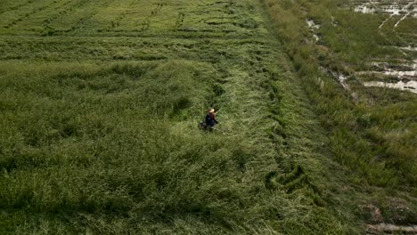 person trimming tall grass in a field