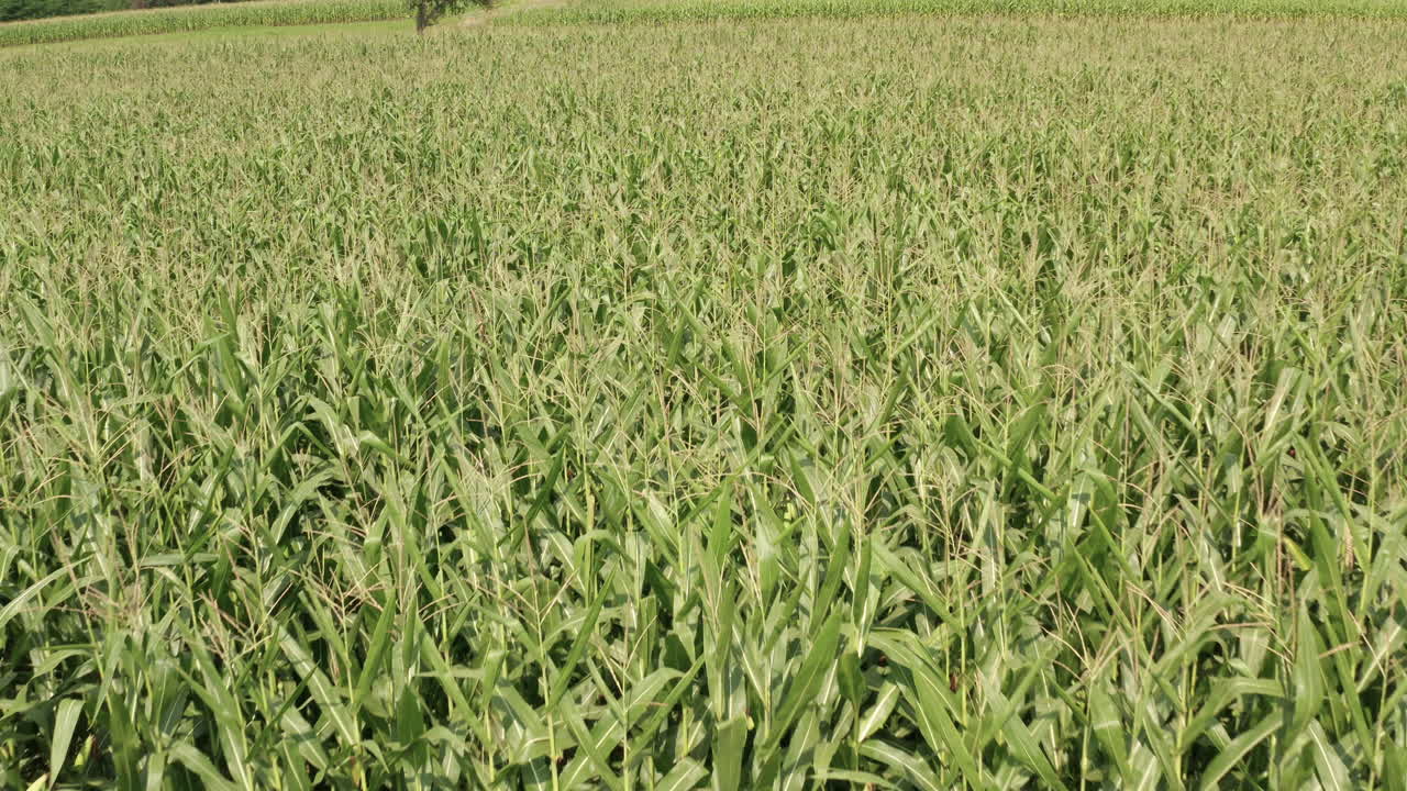 vuelo cinematográfico de 4k sobre campo de maíz