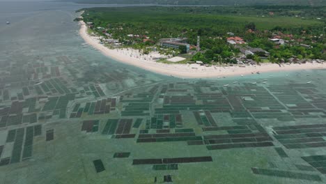 Seaweed-farm-patches-underwater-at-Nusa-Lembongan-island,-aerial