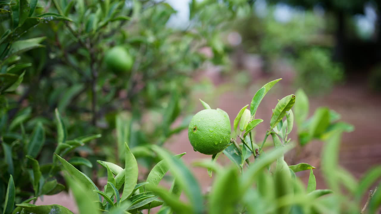 Close up of a green, wet lemon growing on a tree