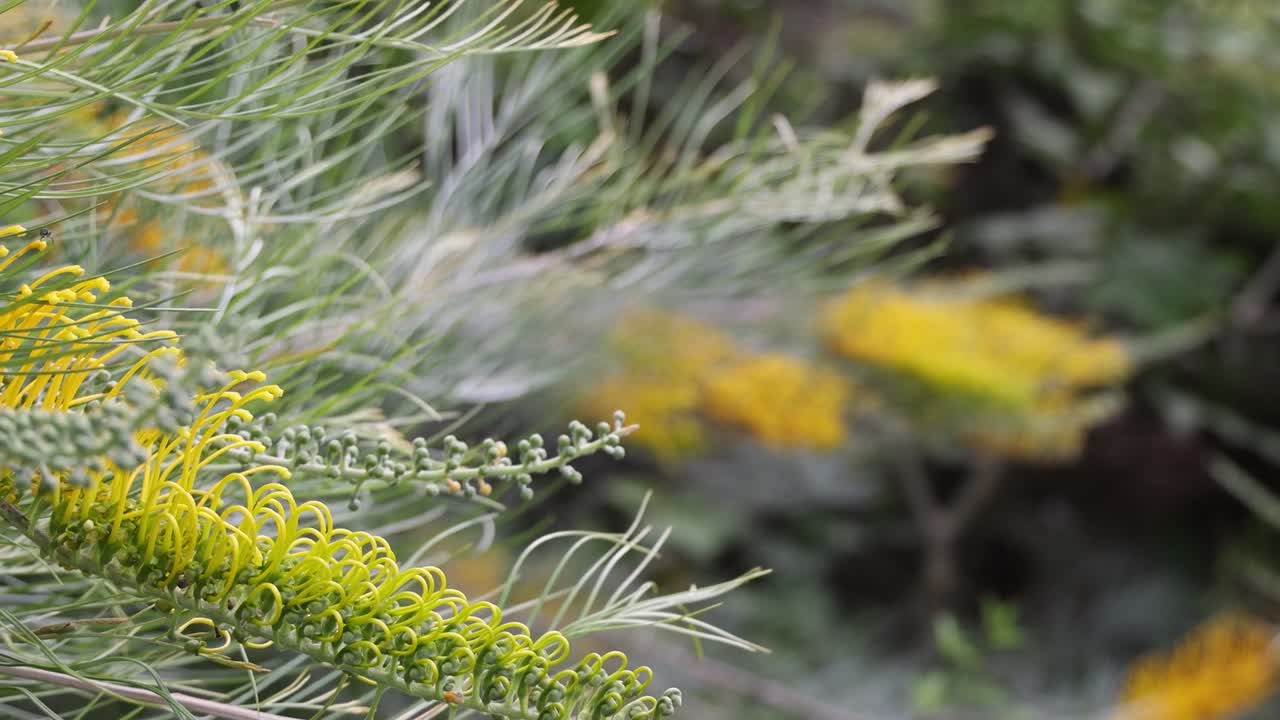 Detailed view of yellow blossoms surrounded by lush green foliage, gently swaying in the breeze.