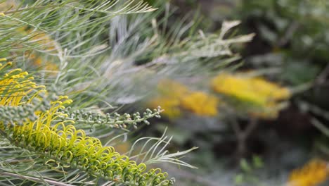 detailed view of yellow blossoms surrounded by lush green foliage, gently swaying in the breeze.