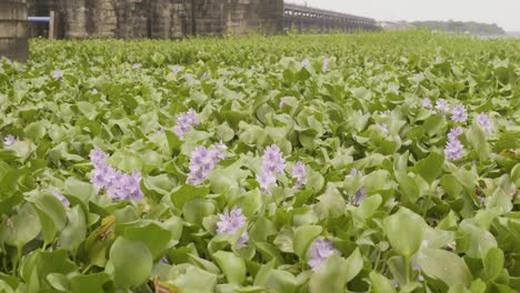 algas africanas, thanneermukkom bund musgo africano en profusa floración, lleno de musgos