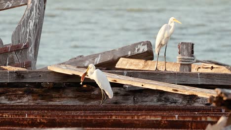 heron exploring a wooden structure by water