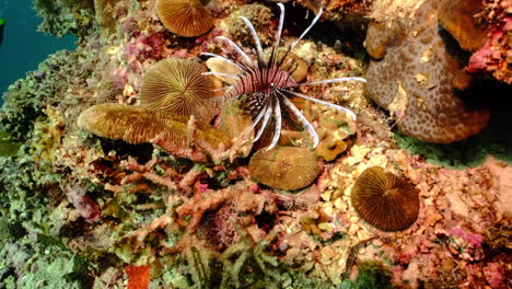 Red-Lionfish-Swimming-Over-Coral-Reef-Under-Deep-Blue-Sea