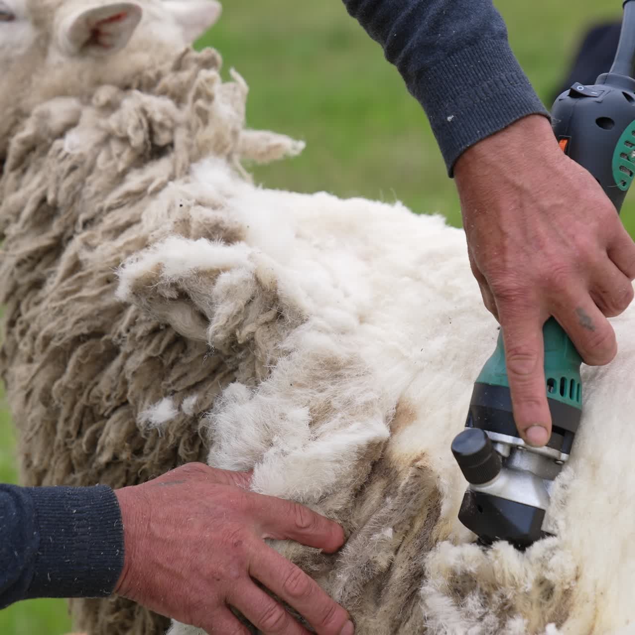 Soft white wool shearing from adult sheep. Farmer shearing sheep with electric professional clipper outdoors. Close-up