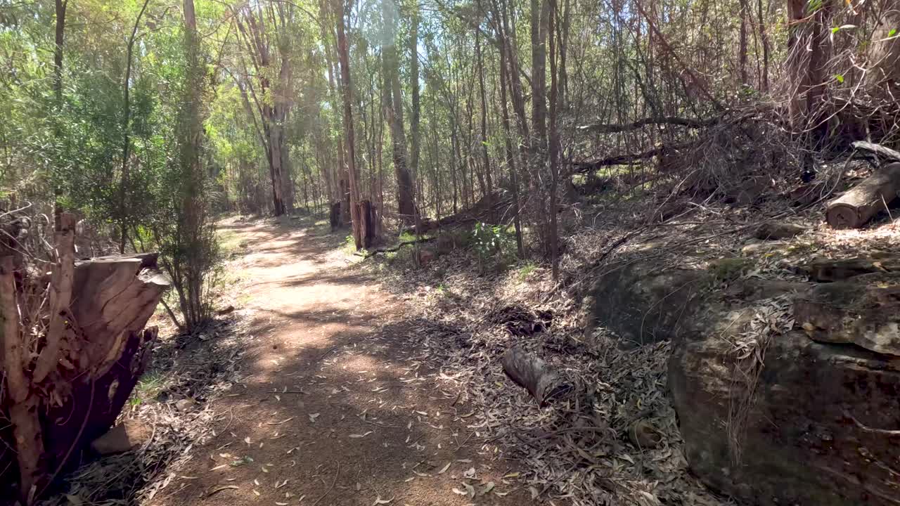 un paseo sereno por un sendero del bosque