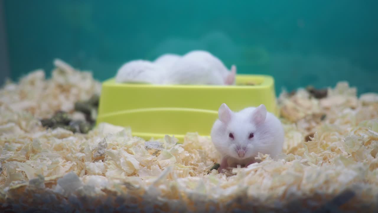 Cute White Hamsters in an Enclosure
