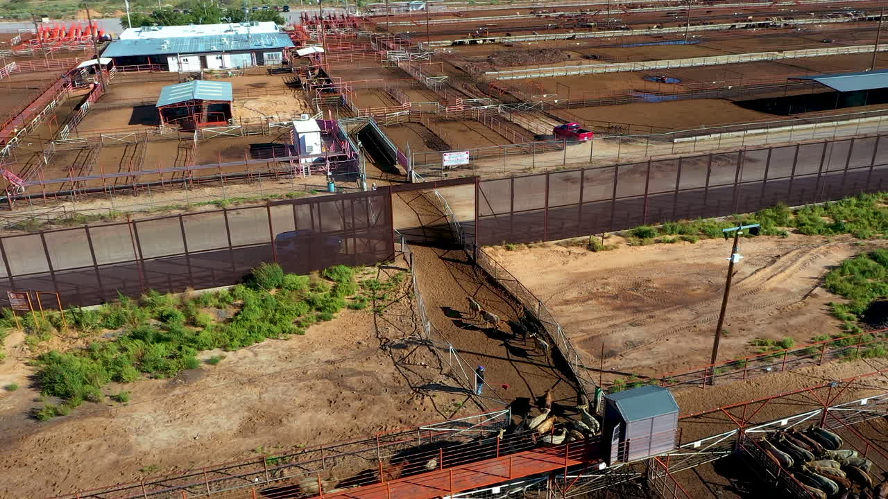 mugiendo a través de las fronteras: vacas en la frontera entre estados unidos y méxico