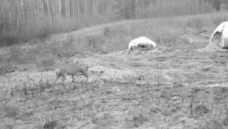 night vision trail camera of roe deer feeding at night