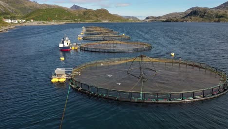 aerial footage farm salmon fishing in norway