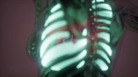 cuerpo humano con pulmones visibles