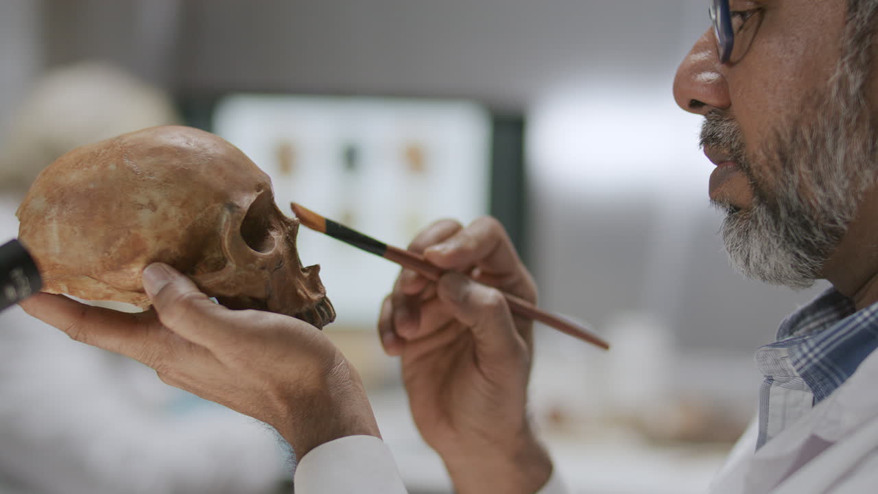 Senior Scientist Cleaning Skull with Brush in Archaeology Laboratory